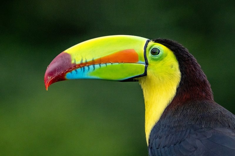 Tropical Rainforest